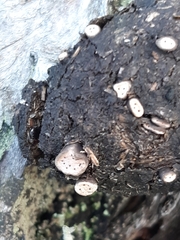 Poronia erici