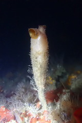 Styela montereyensis