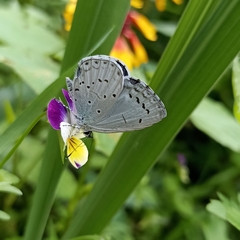 Celastrina gigas