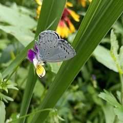 Celastrina gigas