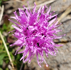 Monardella purpurea