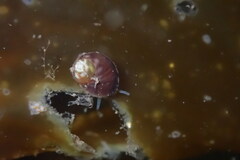 Phasianellidae