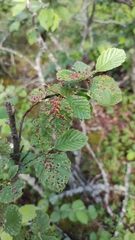 Eriophyes alniincanae