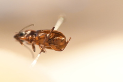 Pterostichus gracilis