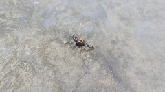 Amata sperbius