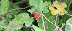 Rubus crataegifolius