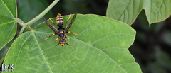 Polistes jokahamae