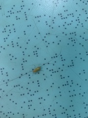 Coleoptera