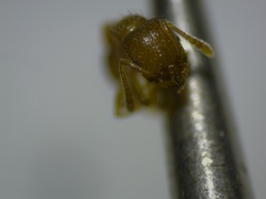 Tetramorium