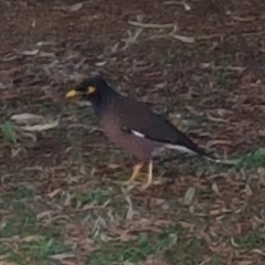 Acridotheres tristis