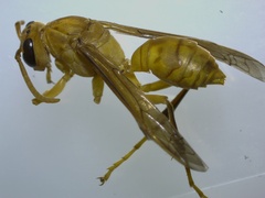 Polistes wattii