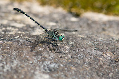 Stylogomphus albistylus