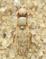 Tetanops myopina