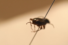 Pterostichus gracilis