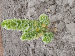 Moluccella laevis