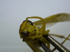 Polistes wattii