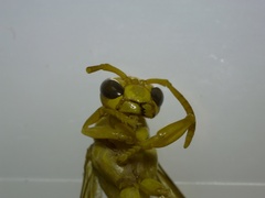 Polistes wattii
