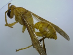 Polistes wattii