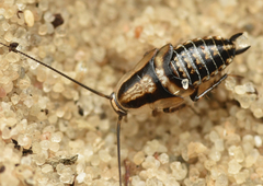 Capraiellus panzeri