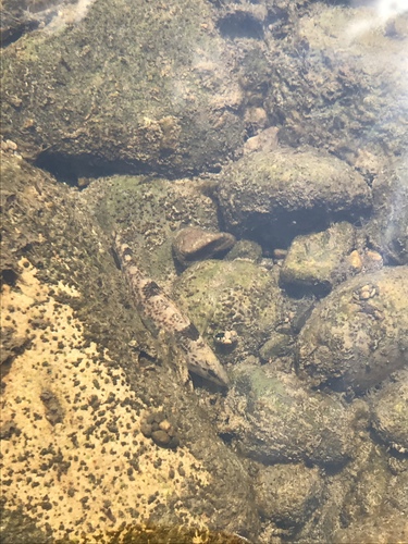 Etheostoma caeruleum