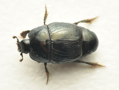 Hypocaccus rugifrons