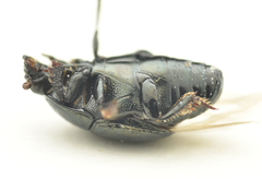 Hypocaccus rugifrons