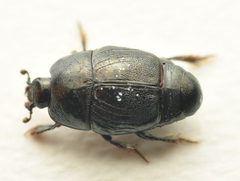 Hypocaccus rugifrons