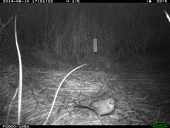 Cincloramphus timoriensis