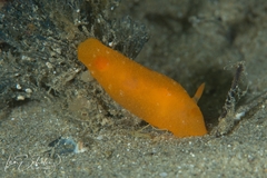 Doriopsilla aurea