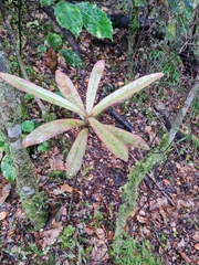 Myrsine salicina