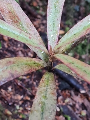Myrsine salicina