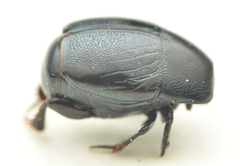 Hypocaccus rugifrons