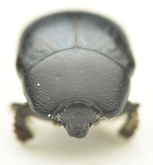 Hypocaccus rugifrons