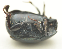 Hypocaccus rugifrons