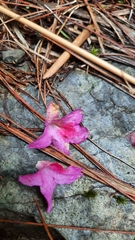 Rhododendron noriakianum