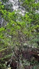 Rhododendron noriakianum