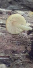 Pluteus chrysophaeus