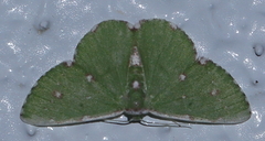 Argyrocosma inductaria