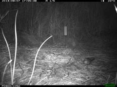 Cincloramphus timoriensis