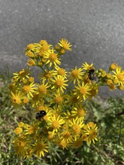 Jacobaea vulgaris