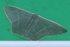 Thalassodes dorsilinea