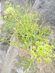 Crithmum maritimum