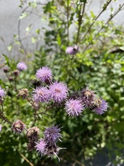 Cirsium arvense
