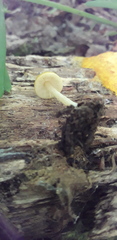 Pluteus chrysophaeus
