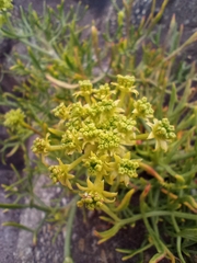 Crithmum maritimum