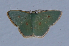 Comostola nereidaria