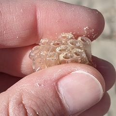 Ranella australasia