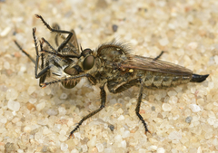 Dysmachus trigonus