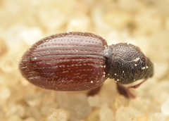 Barypeithes pellucidus
