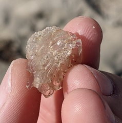 Ranella australasia